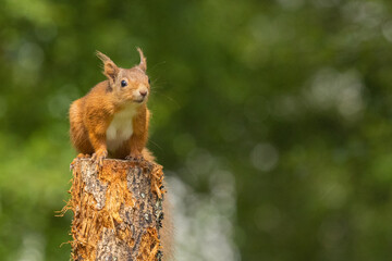 Red Squirrel on log thinking about leaping