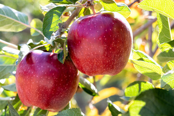 Two fresh natural organic ripe Red Heirloom Delicious organic apples on branches in an apple tree, healthy vegetarian snack, diet friendly, sweet fruit with nutrition and vitamins