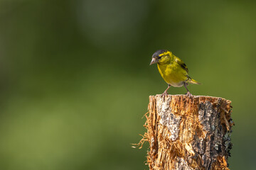 Male siskin sitting on a branch, Scotland
