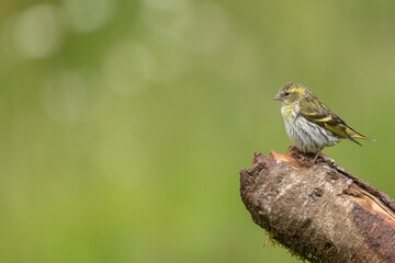 Female siskin sitting on a branch, Scotland