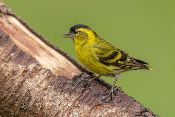 Male siskin sitting on a branch, Scotland