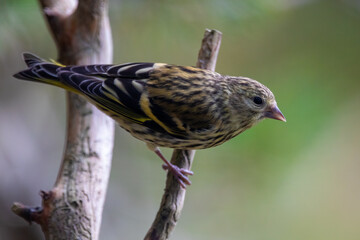 Female siskin sitting on a branch, Scotland