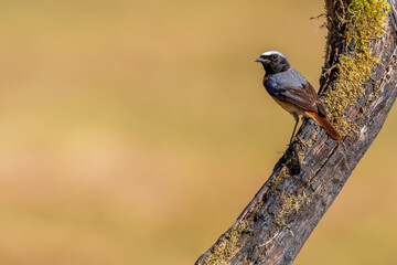 Common Redstart bird on a branch, English countryside and woodland