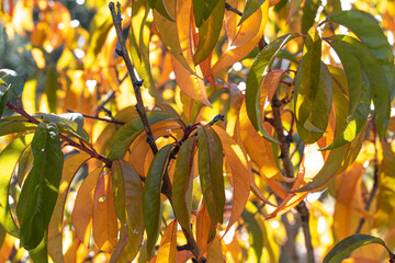 Sunlight shines through autumn gold peach leaves on tree