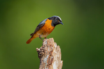Common Redstart bird on a branch, English countryside and woodland