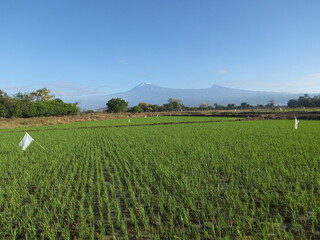 Rice field in the foothills of a mountain
