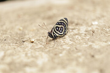 Fototapeta na wymiar butterfly on a rock