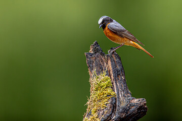 Common Redstart bird on a branch, English countryside and woodland