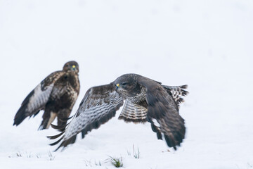 Buzzard in flight