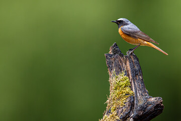 Common Redstart bird on a branch, English countryside and woodland