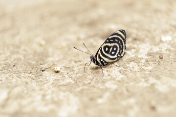 butterfly on the ground
