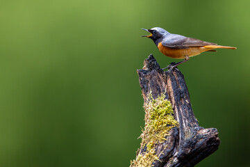 Common Redstart bird on a branch, English countryside and woodland