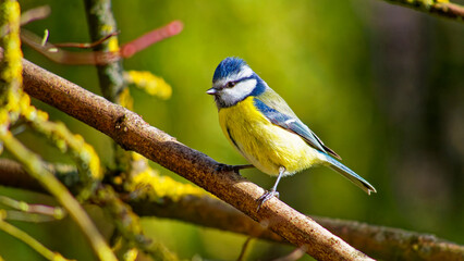 Mésange bleu