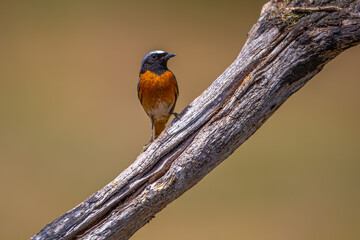 Common Redstart bird on a branch, English countryside and woodland
