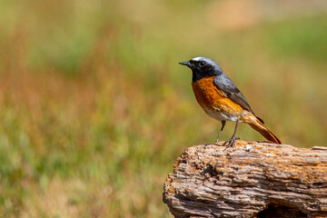 Common Redstart bird on a branch, English countryside and woodland