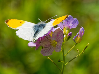 Papillon