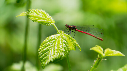libellule rouge