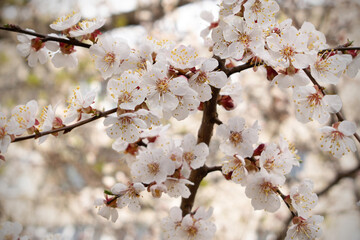 cherry blossom, apricot blossom, cherry blossom, beautiful blossom, fragrant flowers, smell of spring