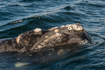Naklejka premium Whale tail out of water, Peninsula valdes,Patagonia,Argentina.