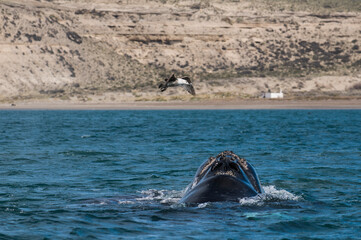 Whale tail out of water, Peninsula valdes,Patagonia,Argentina.