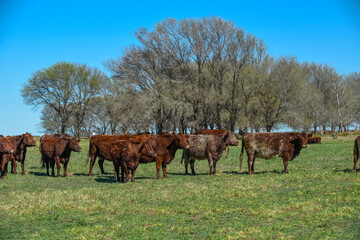 Cows fed with natural grass in pampas countryside, Patagonia, Argentina.