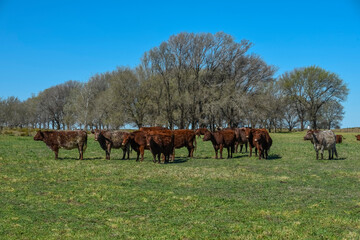 Cows fed with natural grass in pampas countryside, Patagonia, Argentina.