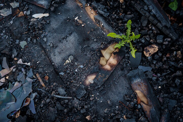 Naturaleza tras el incendio