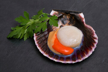 raw natural scallop in its shell