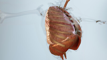 3d Illustration of Human Respiratory System Lungs Anatomy Concept. visible lung, pulmonary ventilation, Realistic high quality, 3d render	
