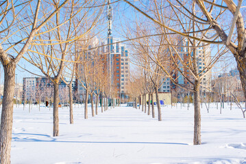 trees in a row stand in the snow in winter. High quality photo