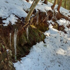 Icicles in the snow mountain