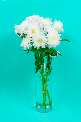 Bouquet of white chrysanthemums in a glass vase on a blue background. Mother s day card. Beautiful chrysanthemum flowers