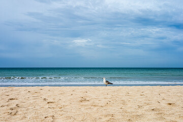 Fototapeta na wymiar Seagull on the beach, Cadiz, Spain.
