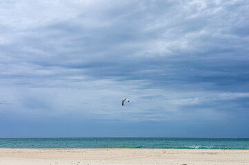 Lonely seagull flying on the beach, Cadiz, Spain.