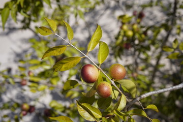 Camu camu fruit (Myrciaria dubia) Myrtaceae family.  Amazon,  Brazil