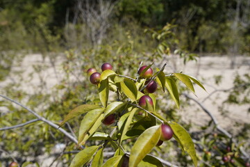 Camu camu fruit (Myrciaria dubia) Myrtaceae family.  Amazon,  Brazil