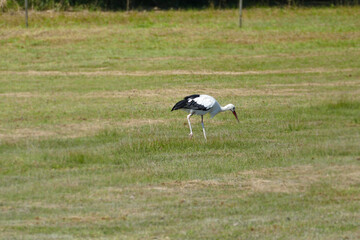 Stork walking in grass field around Greifensee, Zurich, Switzerland