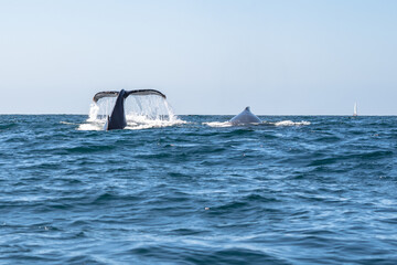 Whale tail and whale fin surfacing on whale watching tour