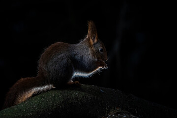 squirrel in the park