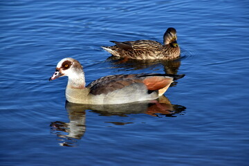 Nilgänse spiegeln sich in blauem Wasser