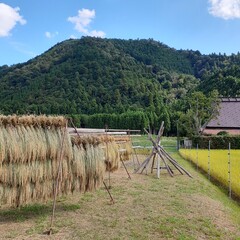 sundry rice in Japan