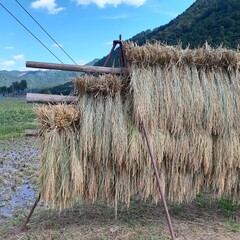 sundry rice in Japan