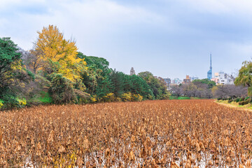 tokyo, japan - december 06 2021: Dried lotus or sedge stems in the Ohori moat of the Fukuoka castle surrounded by yellowing trees with autumn colors and the landmark Fukuoka Tower in background.