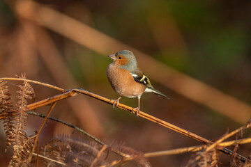 Chaffinch male perched on a twig in a forest in the winter with a blurred background of autumn colours