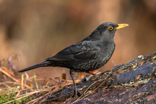 Blackbird male perched on a tree trunk with a blurred background in a forest close up in the winter