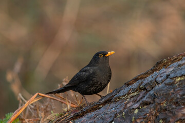 Blackbird male perched on a tree trunk with a blurred background in a forest close up in the winter