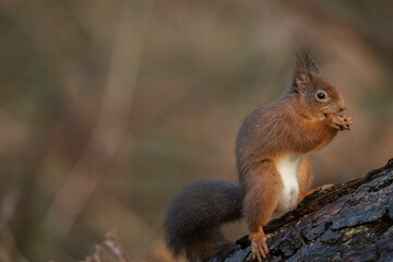 Side view of a red squirrel on a tree trunk, resting on a branch close up with a blurred background in a forest in winter in Scotland uk