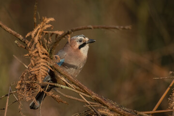 Jay perched on a branch, surrounded by fern leaves, with a blurred background in a forest close up in the winter