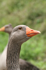 Goose profile, orange beack, gray feathers and green background