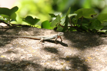 Small green lizard on an old wall with green leavess in the background